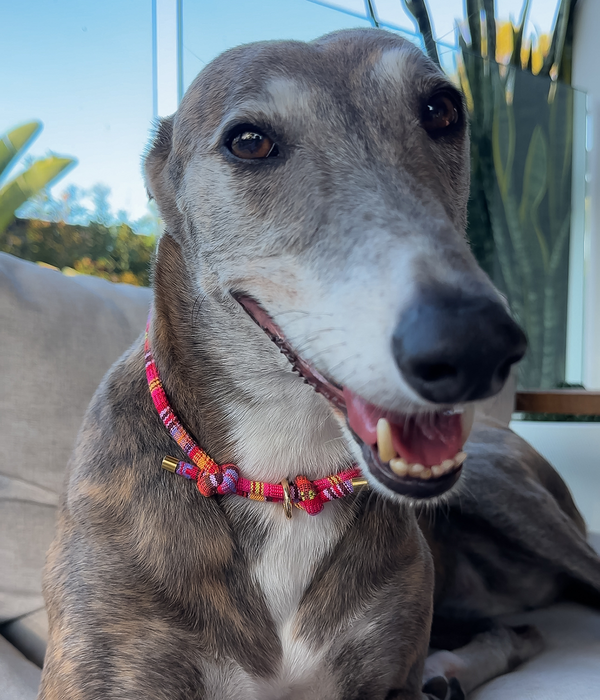 Boho House Collar - Sunset