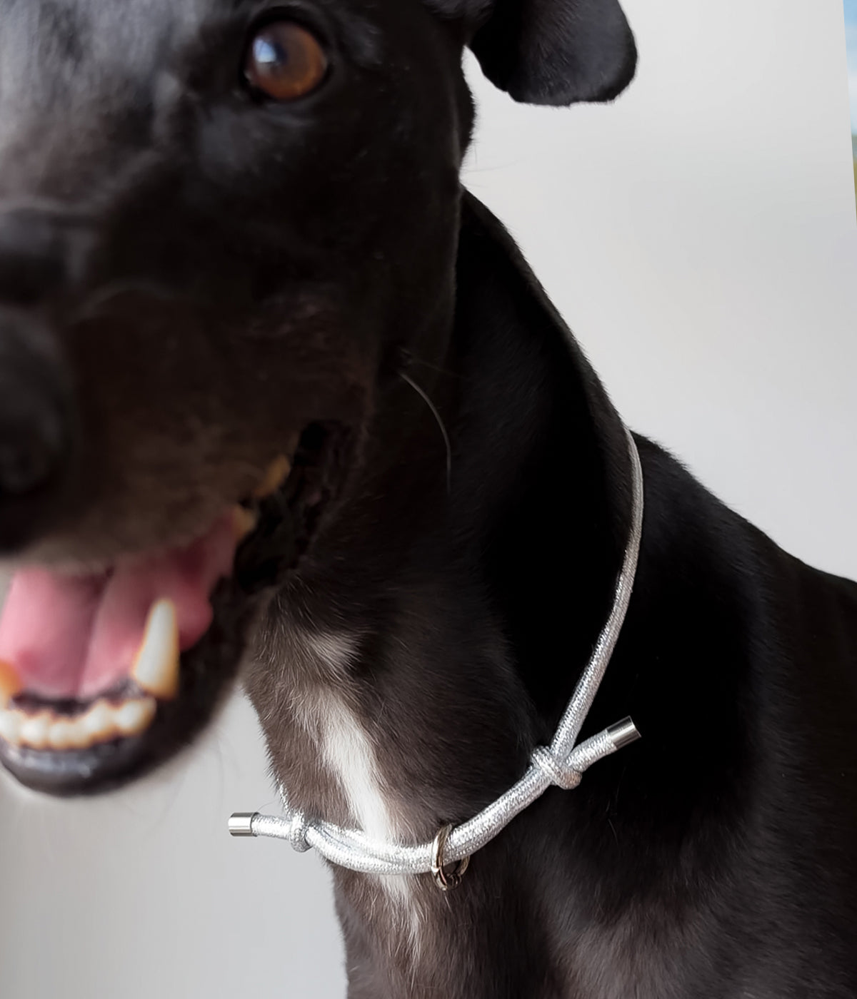 Glitter House Collar - Tinsel