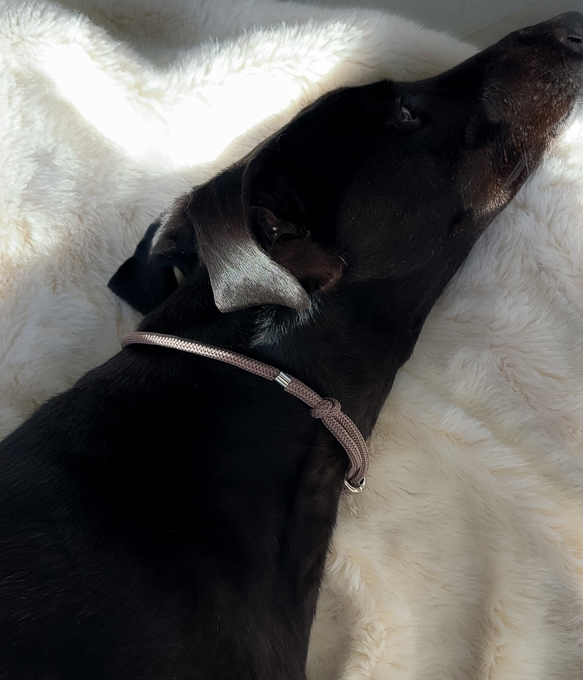 Waffle House Collar - Truffle
