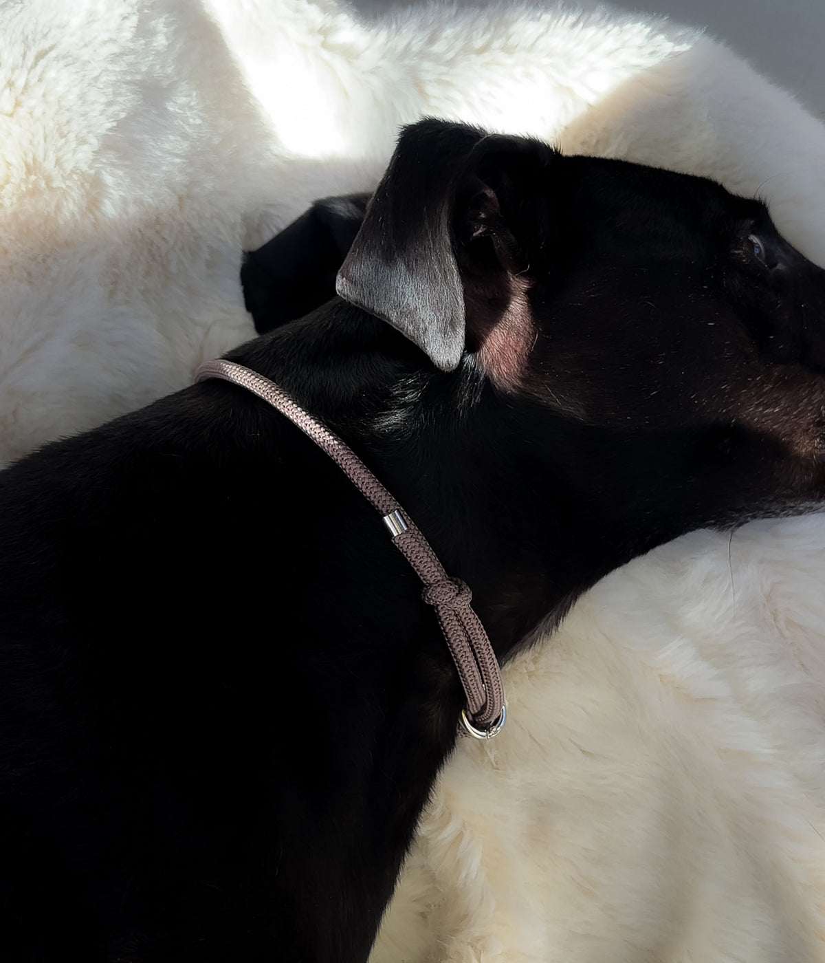 Waffle House Collar - Truffle