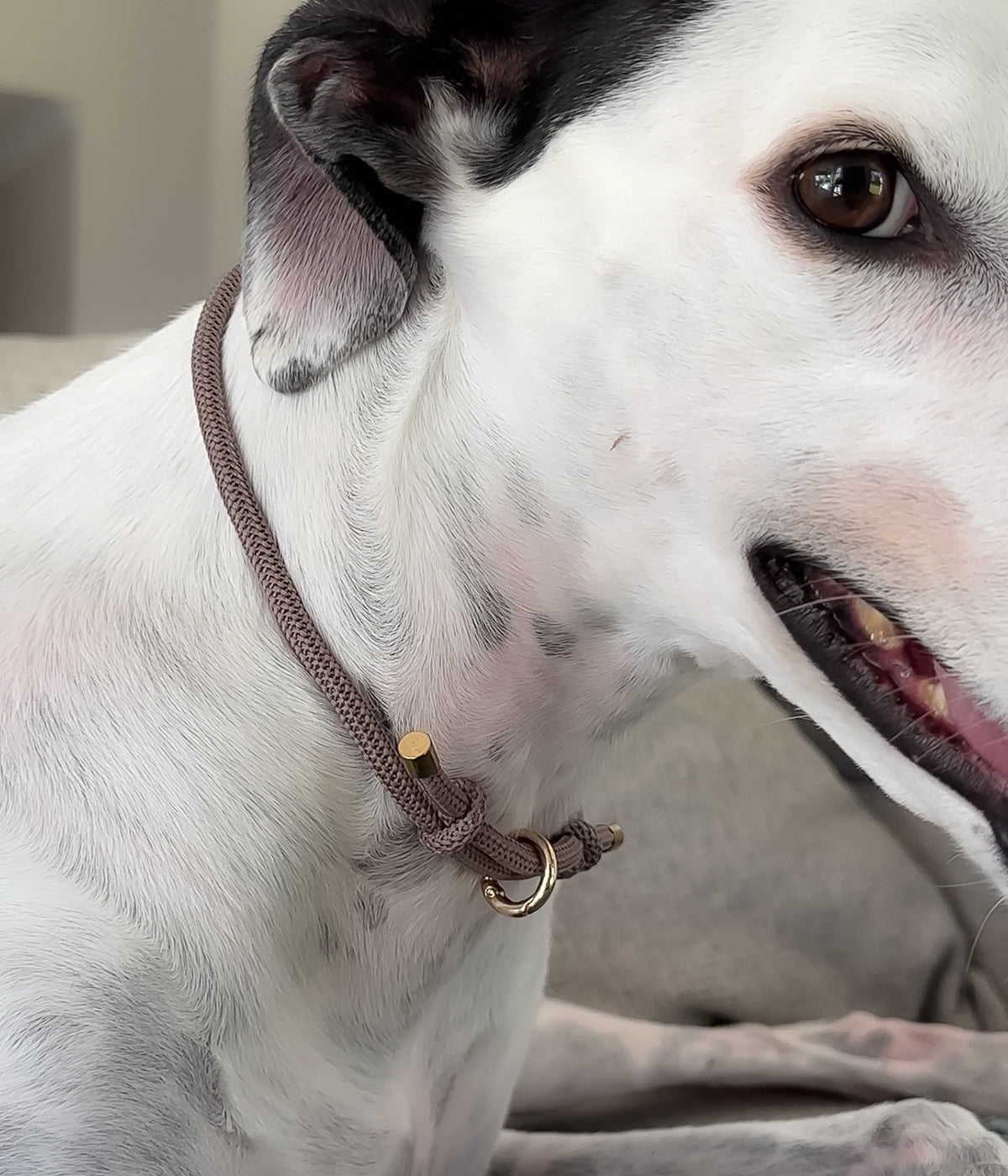 Waffle House Collar - Truffle