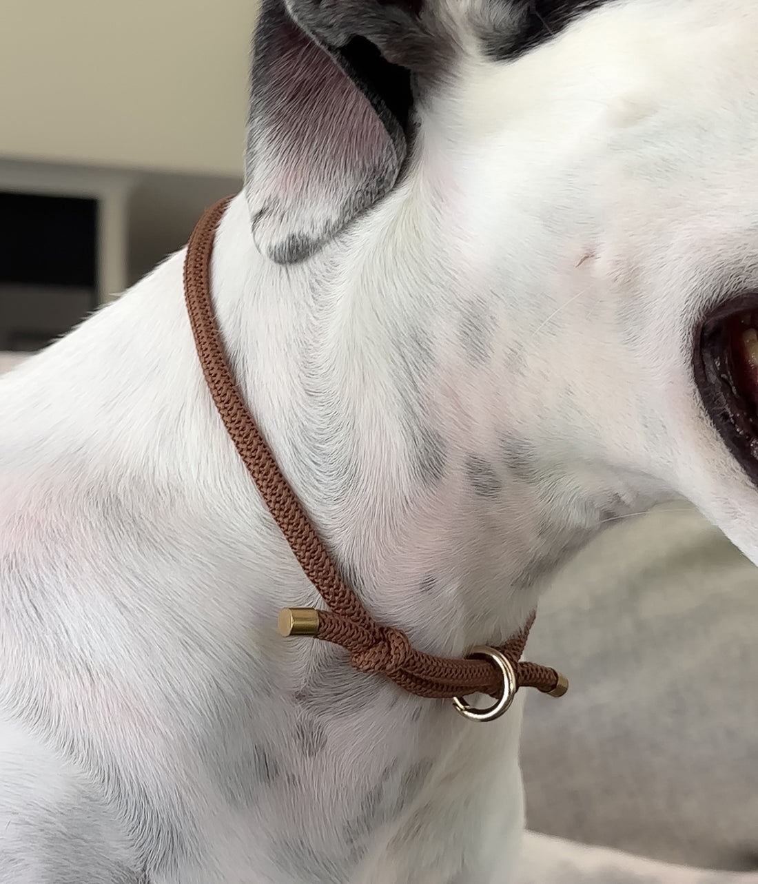 Waffle House Collar - Chocolate