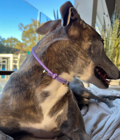 House Collar - Tutti Frutti