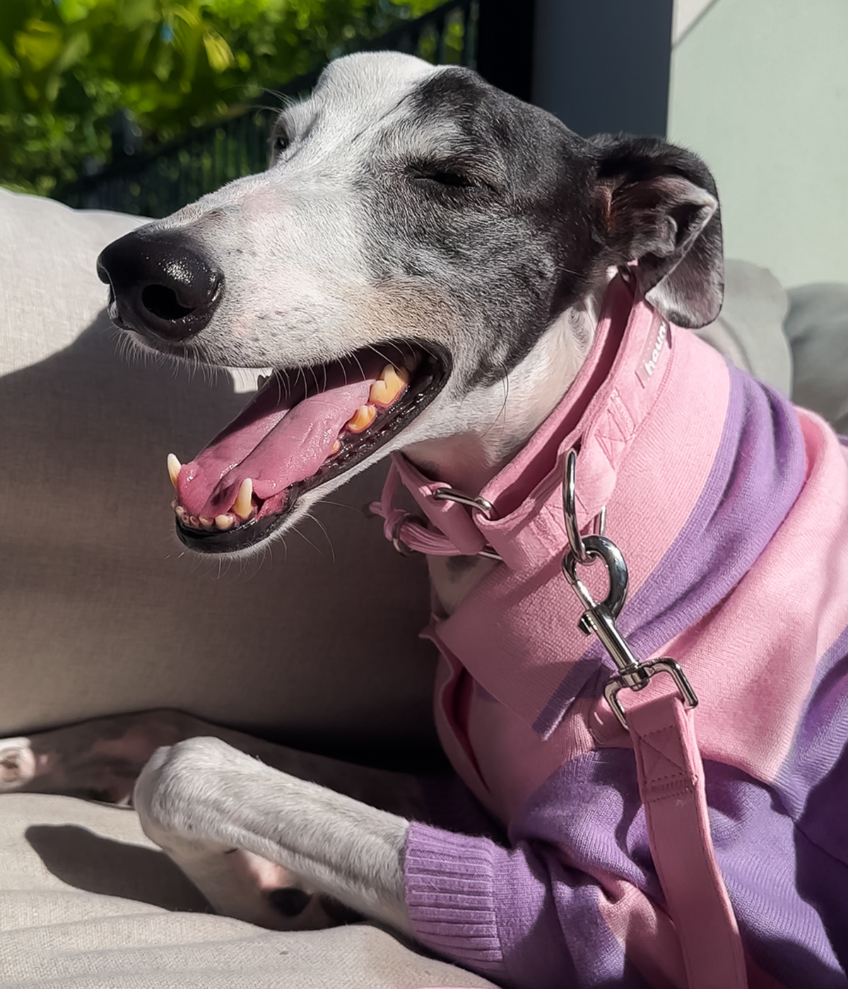 Martingale Collar - Velvet