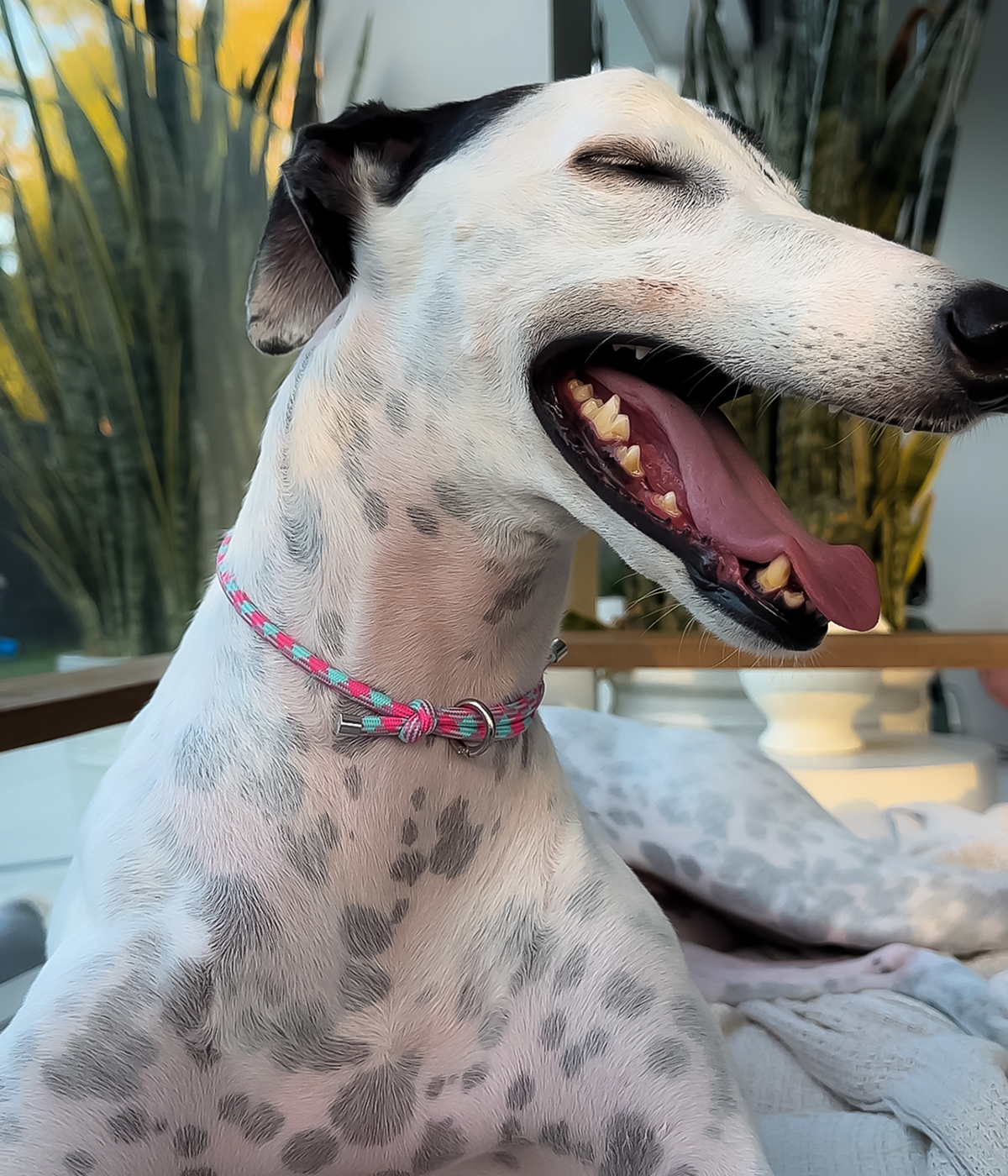 House Collar - Watermelon Mojito
