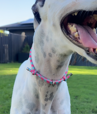House Collar - Watermelon Mojito