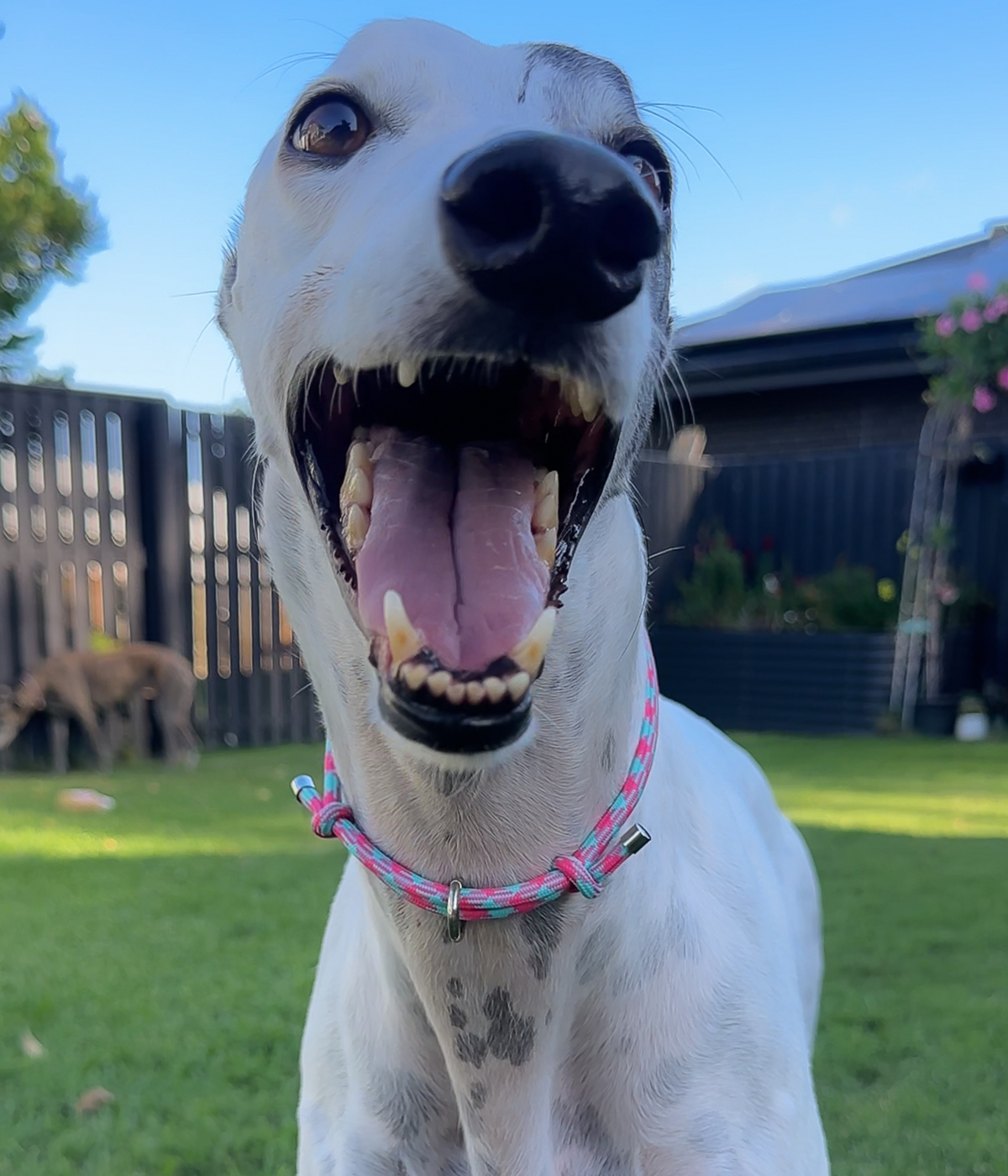 House Collar - Watermelon Mojito