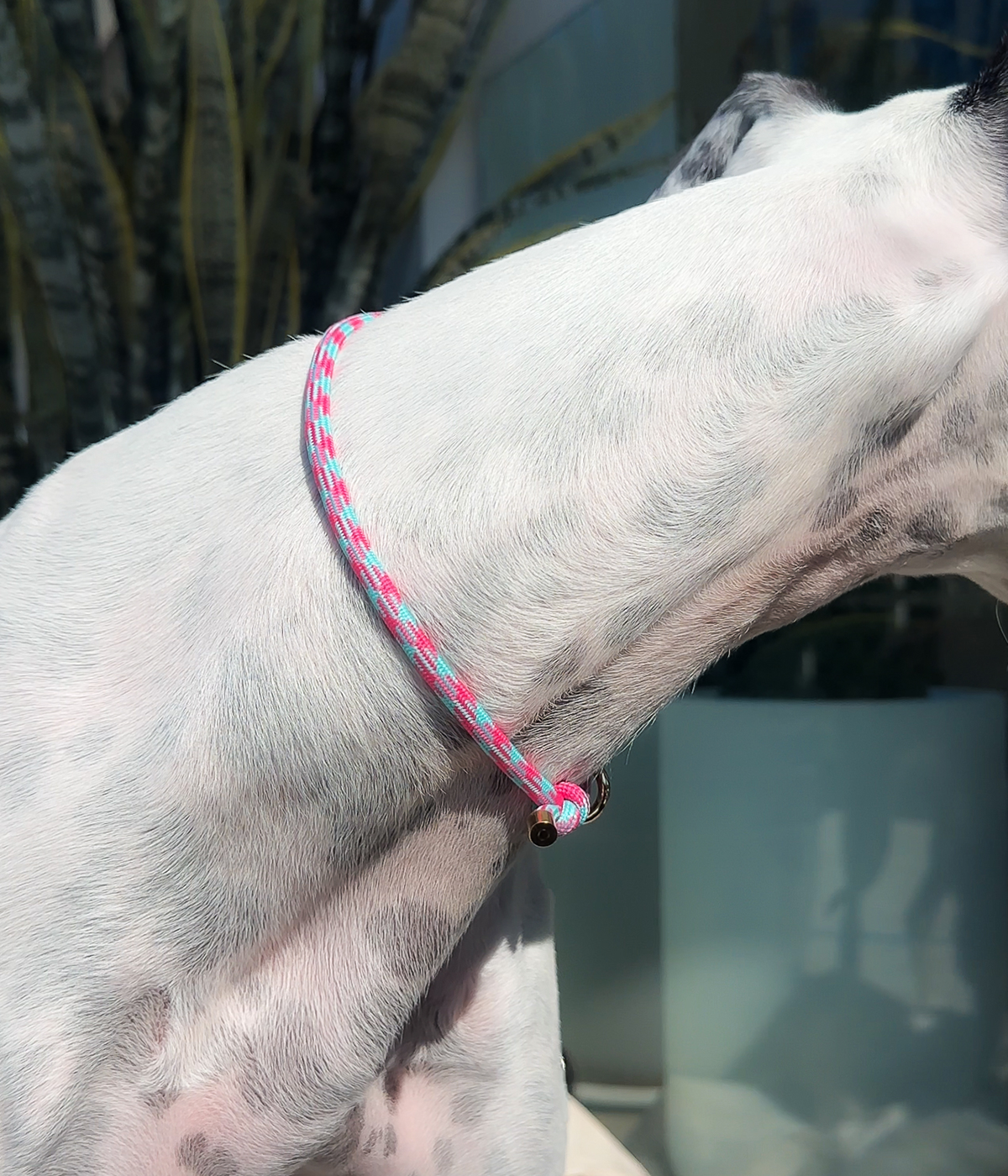 House Collar - Watermelon Mojito