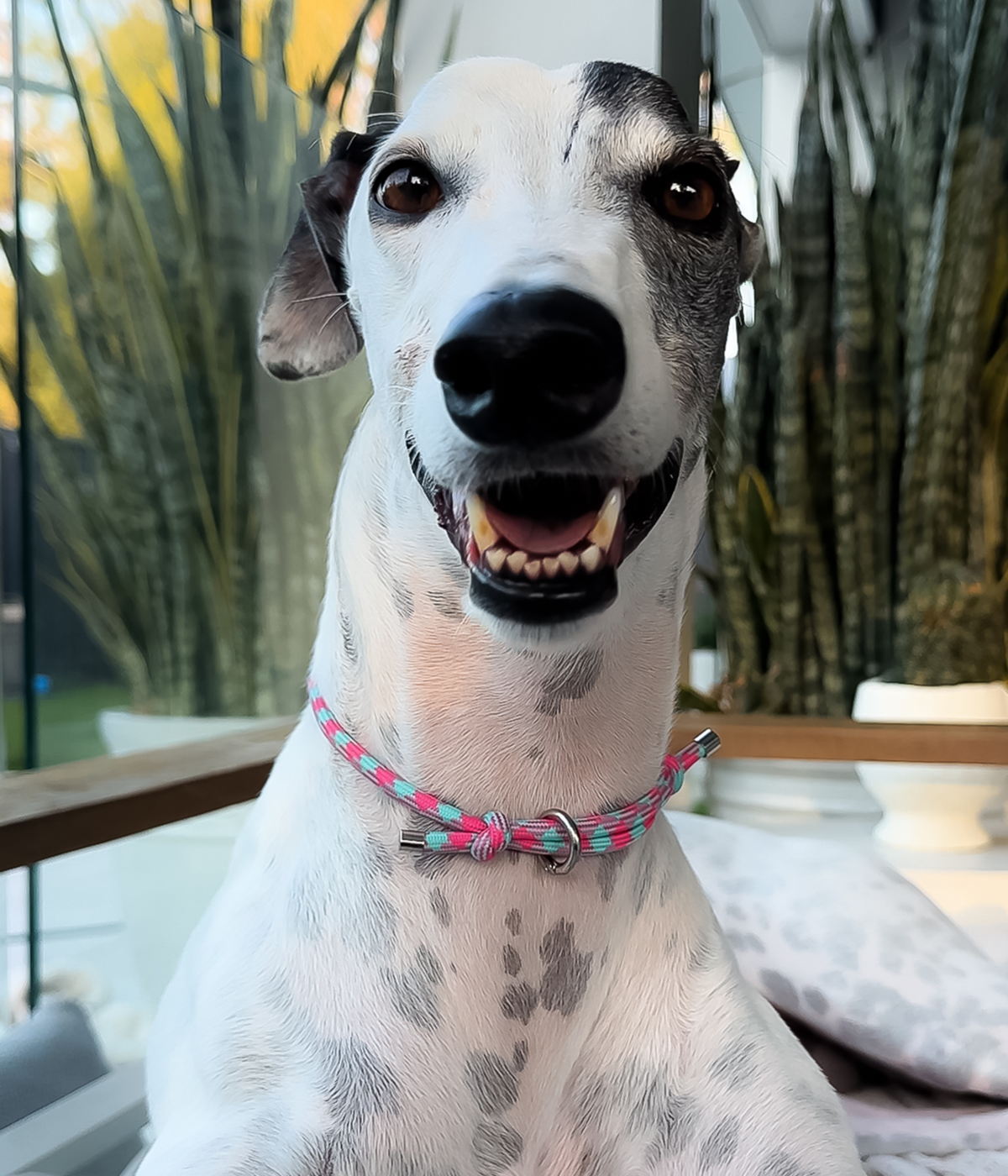 House Collar - Watermelon Mojito