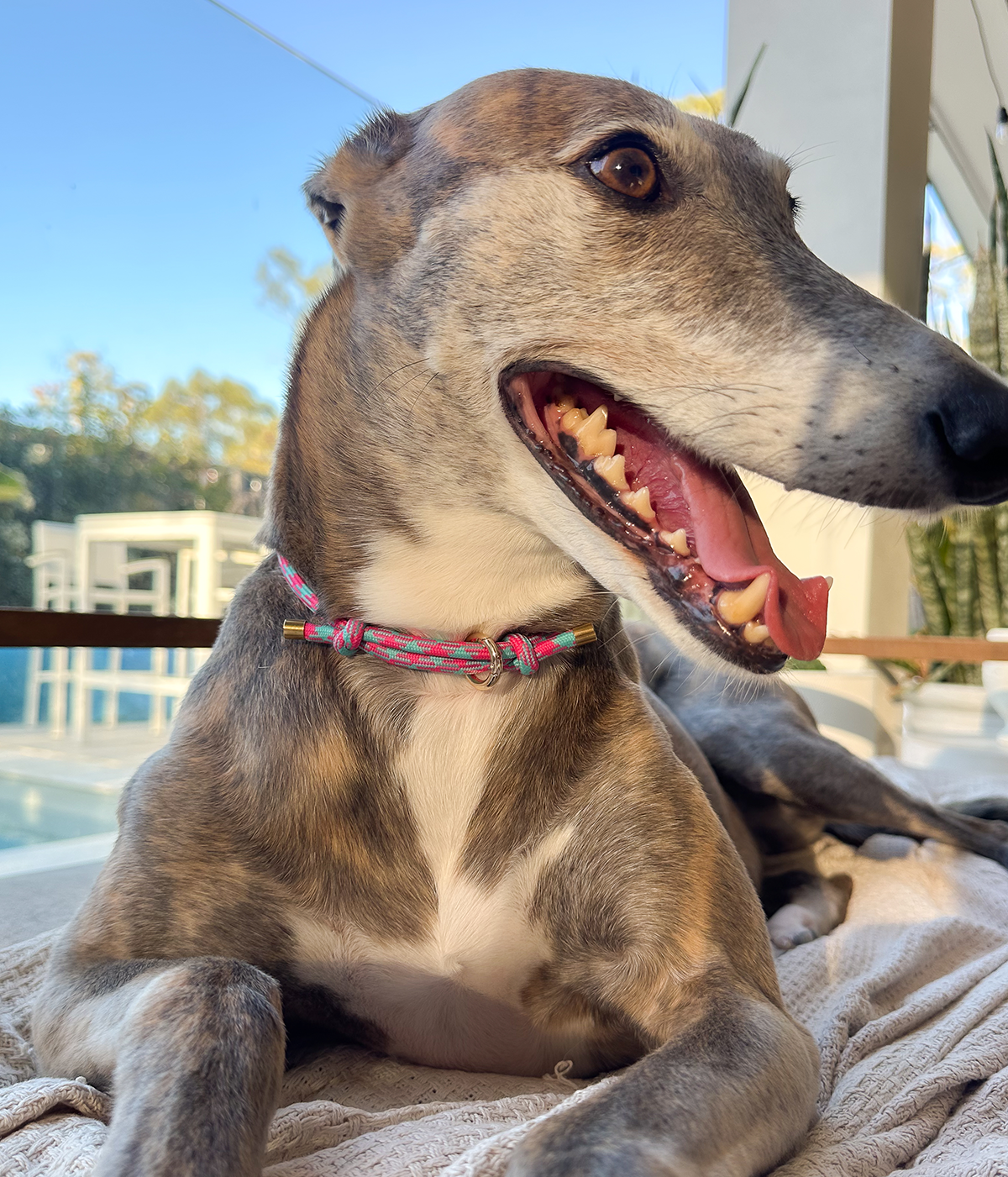 House Collar - Watermelon Mojito