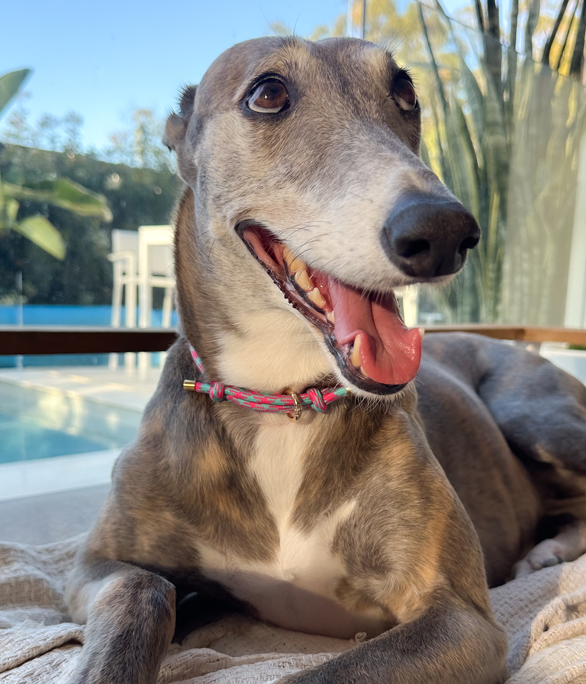 House Collar - Watermelon Mojito