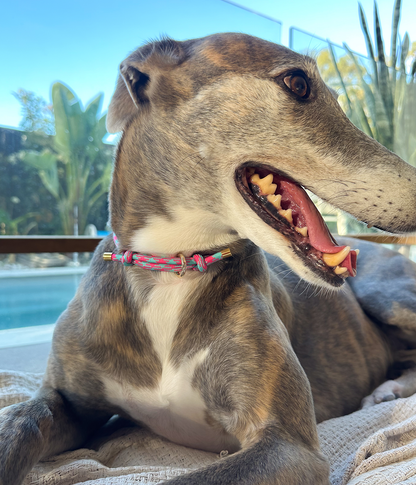 House Collar - Watermelon Mojito