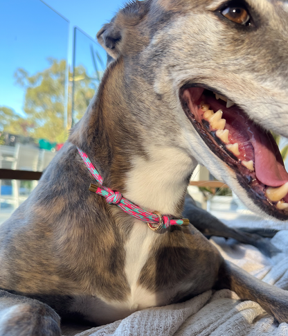 House Collar - Watermelon Mojito