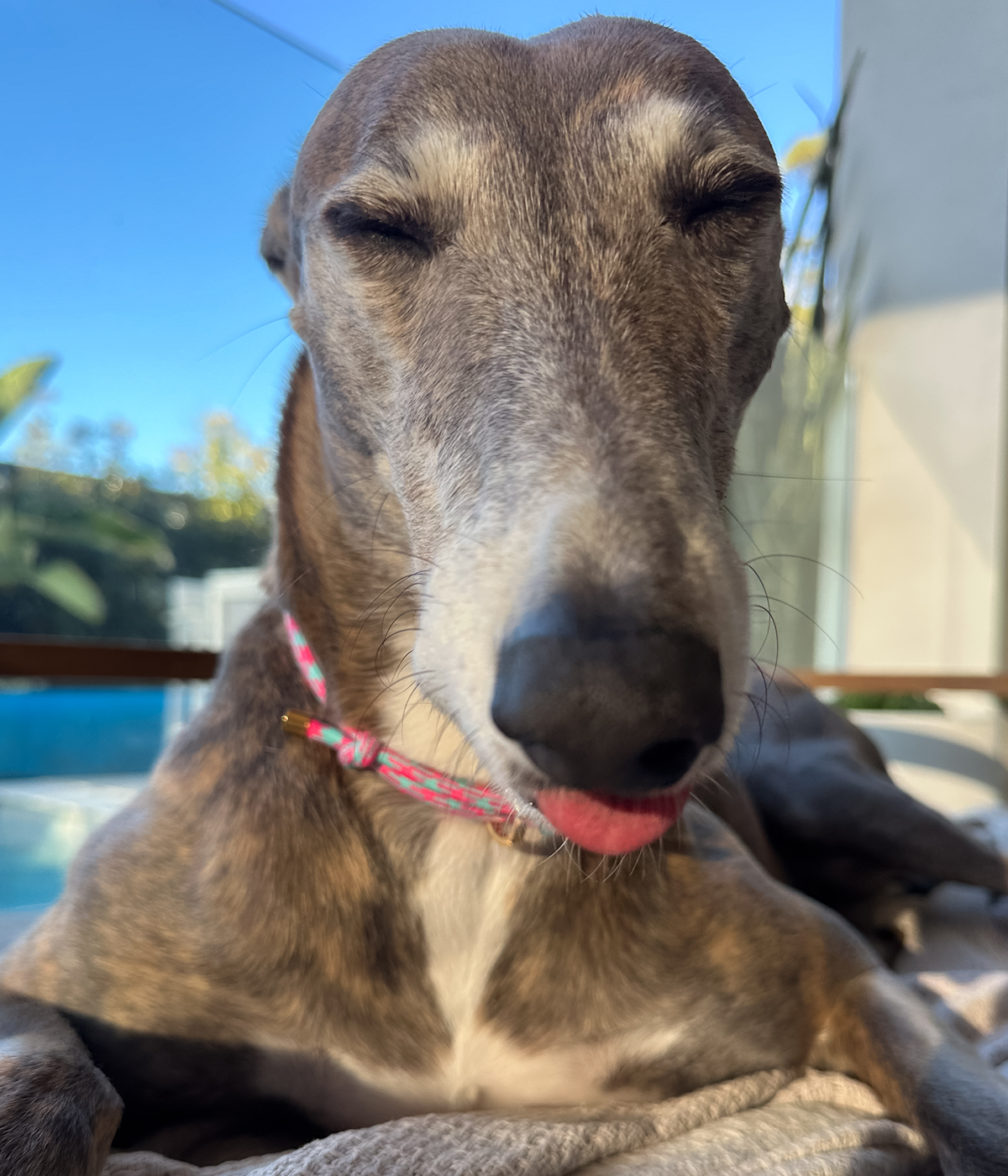 House Collar - Watermelon Mojito