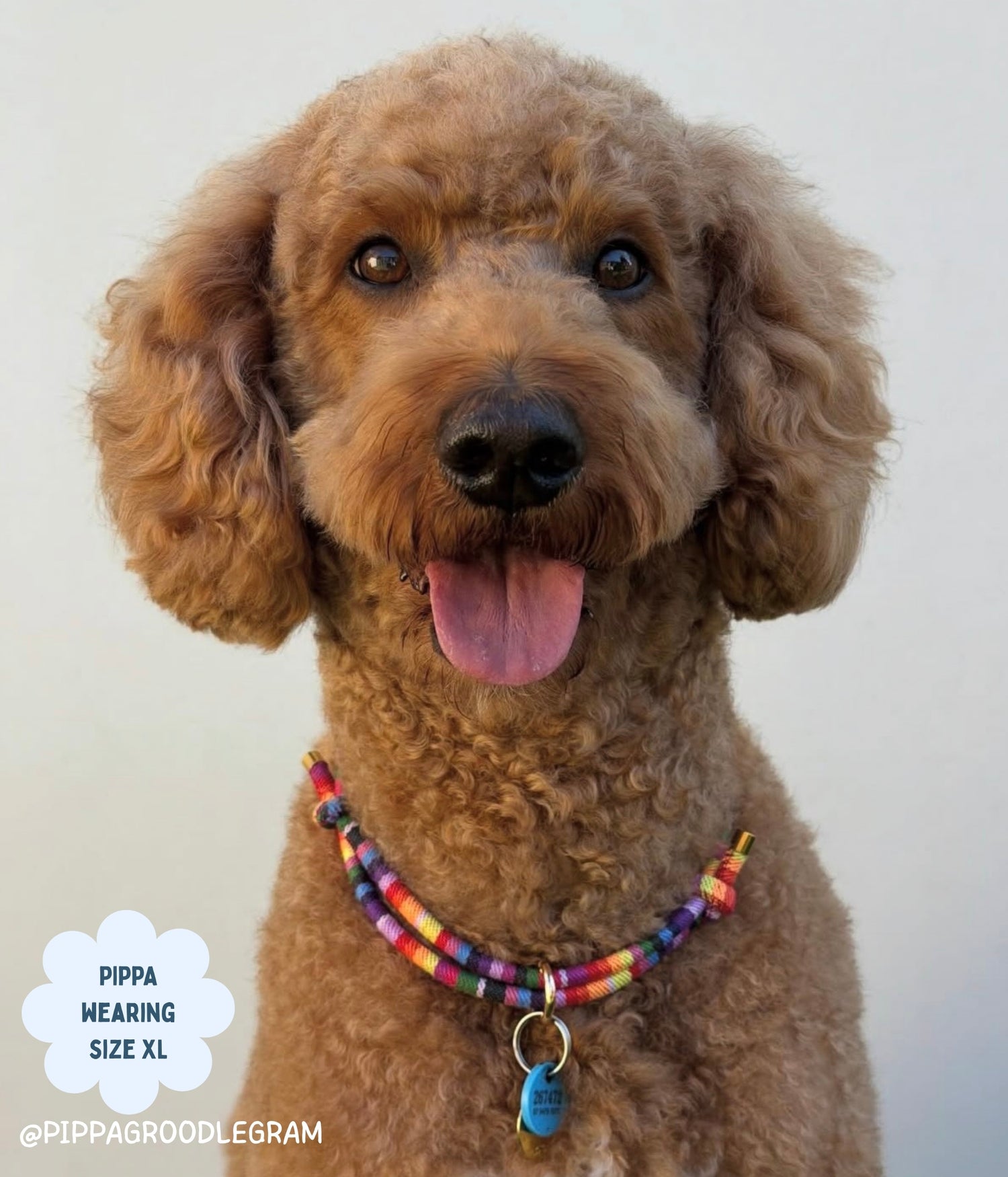 Boho House Collar - Fiesta