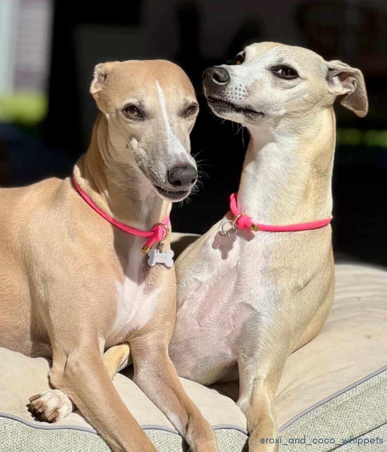 House Collar - Neon Pink