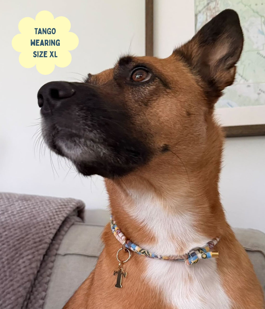 Boho House Collar - Shell