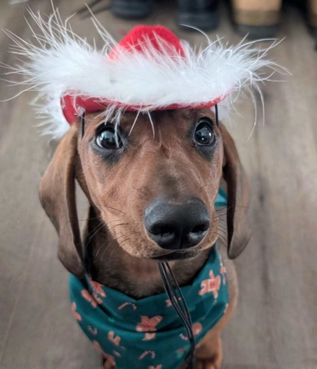Cowboy Hat - Christmas